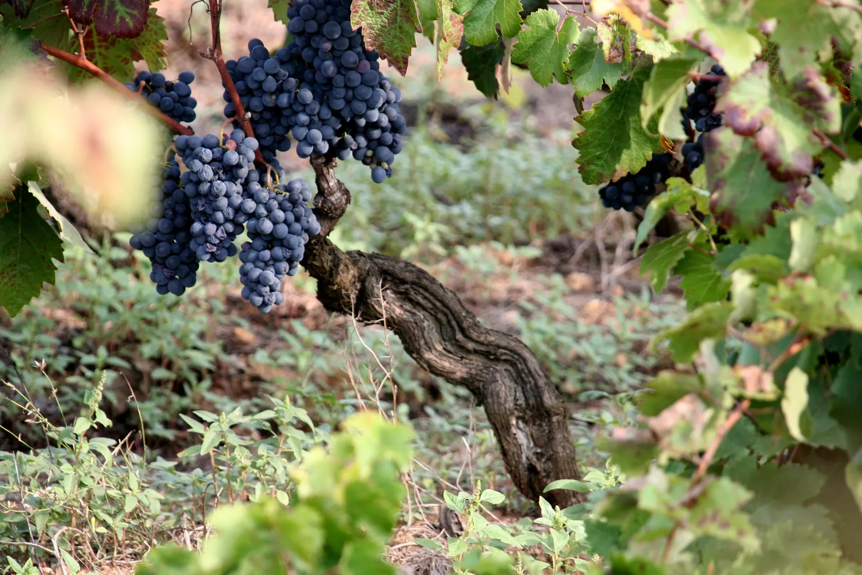 06a2752482507e8392090921cb9c5c5d00a58b79