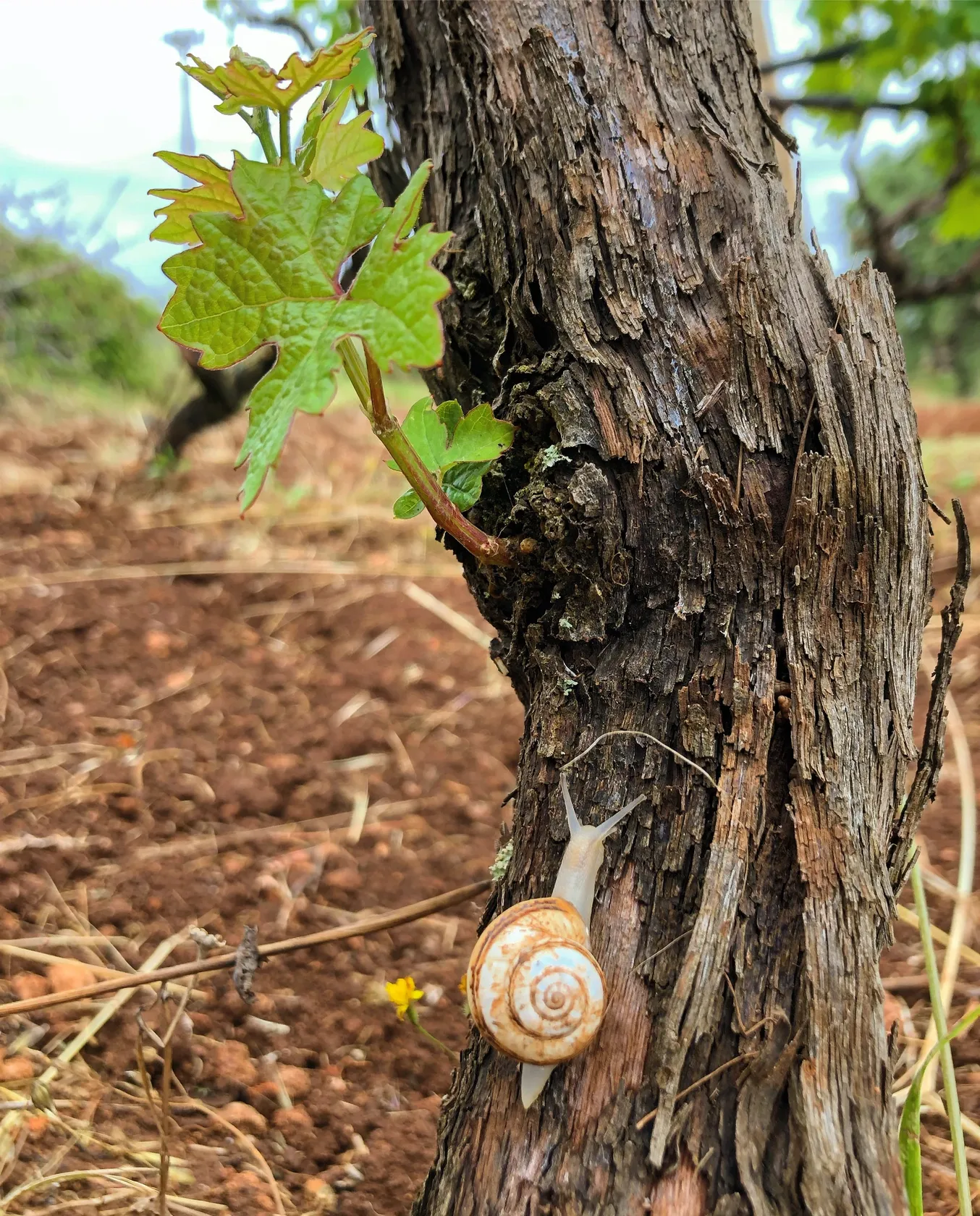 55010a8a69ecec532d2b893bbcaec31240d54723