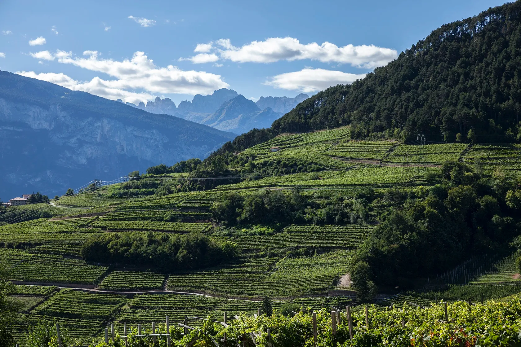 96511b3e017f3968bfe9a6d727818305394781a6