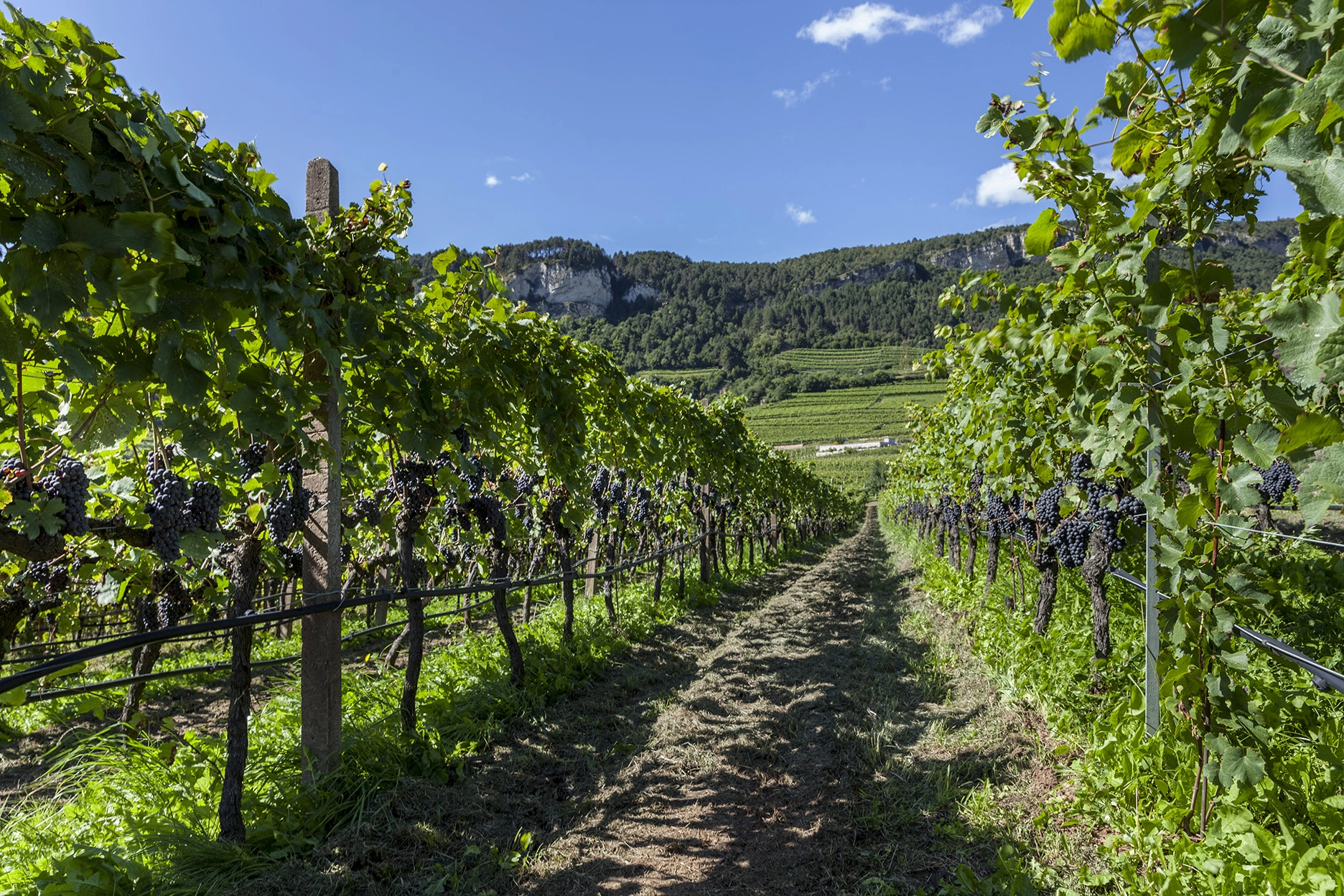 vigneti trentino 1
